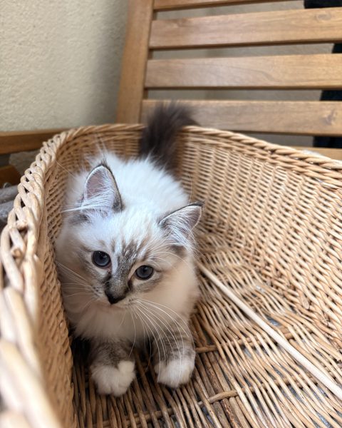 Sahara – w wiklinowym koszu, ujęcie z góry; ogonek w górze, białe łapki